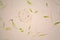 Microscopic organisms from the pond. Euglena Gracilis