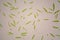 Microscopic organisms from the pond. Euglena Gracilis