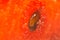 Microscopic shot of seed in watermelon as an abstract background