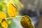 Microscopic spider mites quickly move along the cobweb entangling the leaves of a house indoor plant. Close-up. Selective focus