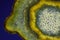 Microscopic view of Border forsythia Forsythia x intermedia stem cross-section