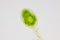 Microscopic view of freshwater green algae (Spirogyra) zygospore