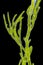Microscopic view of green algae Cladophora branch