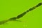 Microscopic view of green algae Cladophora filaments