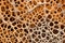 microscopic view of porous bone structure