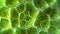 A microscopic view of a stomata the small openings on the surface of a leaf where gases exchange between the plant and