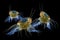 microscopic view of water fleas daphnia in their habitat