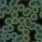 The microscopic world. Dangerous green bacterias or virus spheres in dirty water