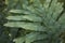 Microsorum diversifolium fresh leaves close up