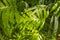 Microsorum scolopendria Copel. fern