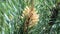 Microstrobiles and mountain pine pollen