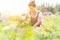 Mid adult farmer harvesting carrots at farm with yellow lens flare in background