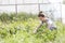 Mid adult farmer harvesting vegetables at farm