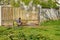 Mid adult man cleaning a wooden gate with a power washer. High water pressure cleaner used to DIY repair garden gate.