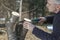 Mid aged man gardener sawing, cutting fruit tree