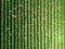 Mid aspect top down aerial image of a crop of potatoes in rural countryside of England