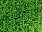 Mid aspect top down aerial view of a crop of maize plants