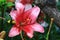 Mid-century Lily,Species Lilium,Morning Star Lily,Salisbury`s Lily flowers