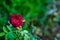 Mid close up beautiful dark red rose on blurry green background with copy space in the right. rose day concept