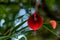 Mid close up of beautiful fleshy red petal flower hanging against the blurry green background. nature and beauty concept