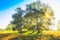 Mid-day sunburst through beautifully developed solitary pedunculate oak