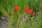 From mid-July for at least a month, tubular-bell-shaped, wide-open flowers of fiery red color with golden-orange under flowers