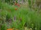 From mid-July for at least a month, tubular-bell-shaped, wide-open flowers of fiery red color with golden-orange under flowers