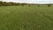 Mid level aerial fly forward clip over an arable crop of maize