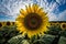 Mid-Mo Sunflower Field Panorama