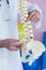 Mid section of physiotherapist examining a spine model