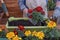 Mid section of a senior woman gardening and transplanting flowering plants in summer day - home garden concept