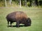 A mid-size Bison free-roaming in the Park