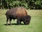 A mid-size Bison free-roaming in the Park