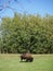 A mid-size Bison free-roaming in the Park