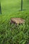 Mid size of stubble stump on heavy green grass. Seeing blue Wire Mesh in a background during a sunny day in summer time.