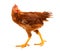 Mid-sized brown pullet walking on white