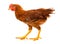 Mid-sized brown pullet walking on white