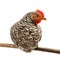 Mid-sized pullet sitting on branch