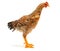 Mid-sized pullet standing on white