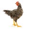 Mid-sized pullet standing on white