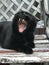 Mid-Yawn Majesty – A Black Cat\'s Candid Moment