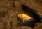 Midas Chiclid fish hiding in a hole in the floor