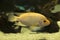 The Midas cichlid Amphilophus citrinellus.