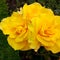 Midas Touch Yellow Roses 02