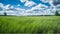 Midday Bliss: A Serene Grassy Field Under a Blue Sky