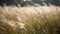 Midday Breeze in the Tall Grass Field