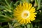 Midday flower, Delosperma congestum