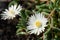 Midday flower, Delosperma congestum