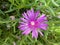 Midday flower with pink blossom in the garden