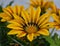 Midday flowers.Orange flowers, dark background.